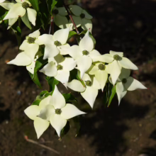 Cornus kousa 'Milky Way' blossoms: creamy white bracts surrounding a green center, showcasing the tree's delicate beauty.