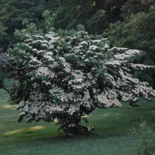 Cornus kousa 'Milky Way' dogwood tree in full bloom, covered in white flowers, in a green lawn setting