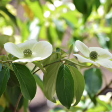 Cornus kousa ‘Moonbeam’ blossoms. Creamy white bracts surround a green center, with vibrant green leaves.