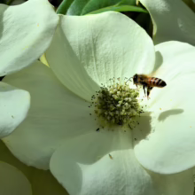 Cornus kousa 'Moonbeam' flower with a bee collecting pollen from its central flowerhead. The flower has four large white bracts.