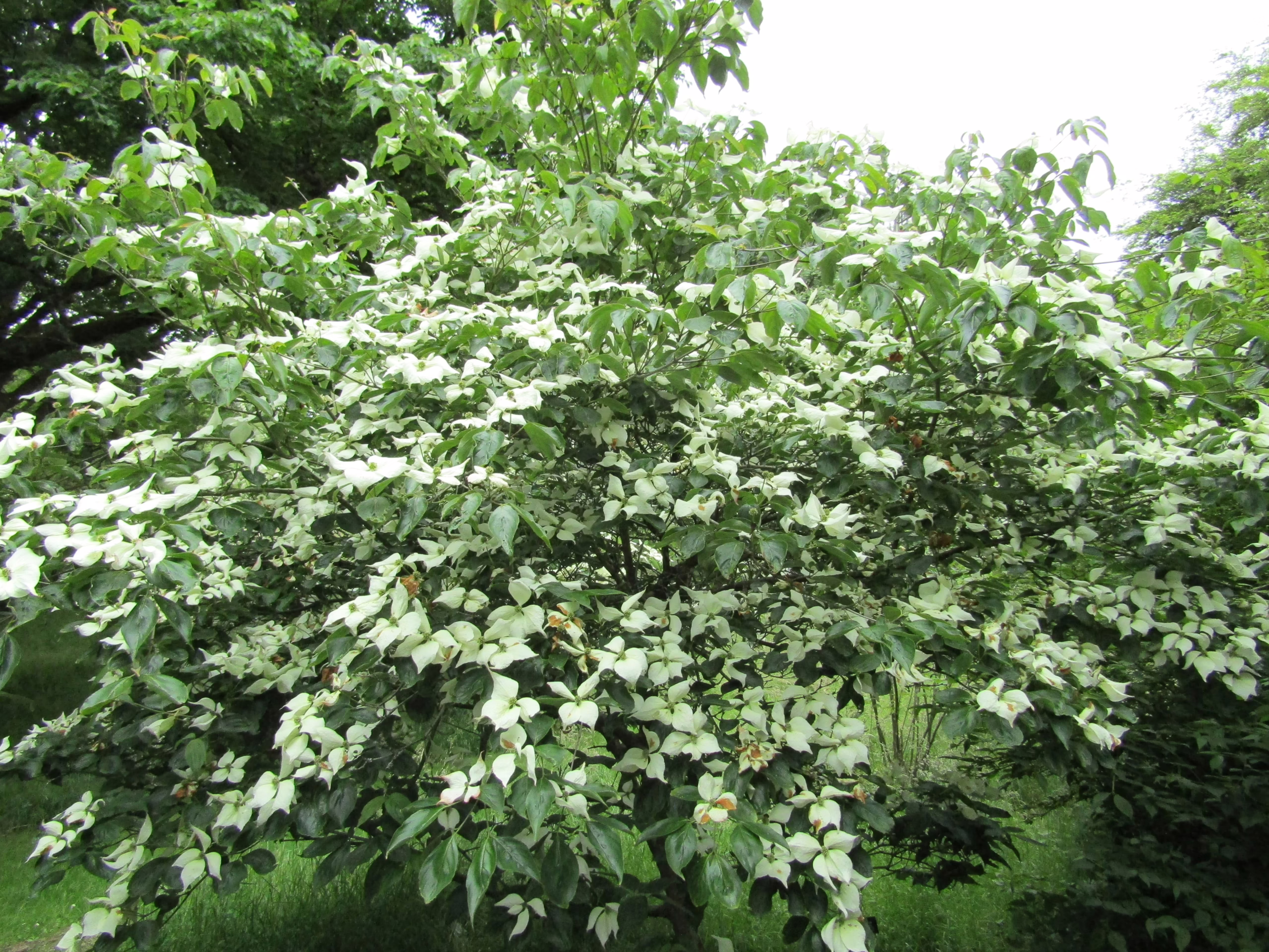 Cornus kousa 'Moonbeam' in full bloom, showcasing its profusion of creamy white bracts and lush green foliage.