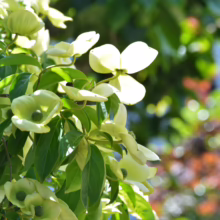 Cornus kousa ‘Moonbeam’ blossoms. Creamy white bracts surround a green center, with lush green foliage. A beautiful flowering shrub.