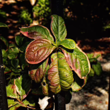 Cornus nuttallii leaves with green and pink hues growing through black metal fence.