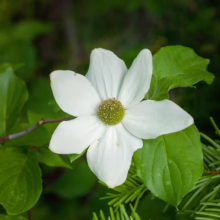 Cornus nuttallii flower: Large white bracts surround a green center, amidst lush green foliage.