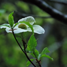 White Cornus nuttallii flower with a green center and water droplets on its leaves, showcasing its delicate beauty in a natural setting
