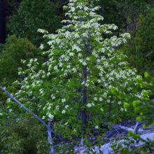Cornus nuttallii tree in full bloom, showcasing its distinctive white bracts amidst a lush green forest setting.