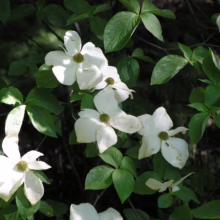 White Cornus nuttallii blossoms among vibrant green leaves, showcasing its delicate beauty