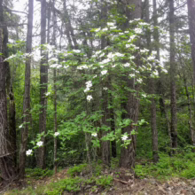 Cornus nuttallii tree in bloom, displaying large white bracts amidst a lush green forest setting