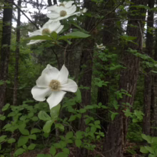 Cornus nuttallii blooms in a lush forest, showcasing its large, creamy-white bracts and textured center, adding a touch of elegance to the woodland scene.
