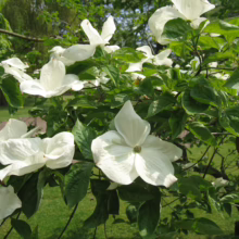 Cornus nuttallii in bloom: a tree with large, elegant white blossoms and lush green leaves.