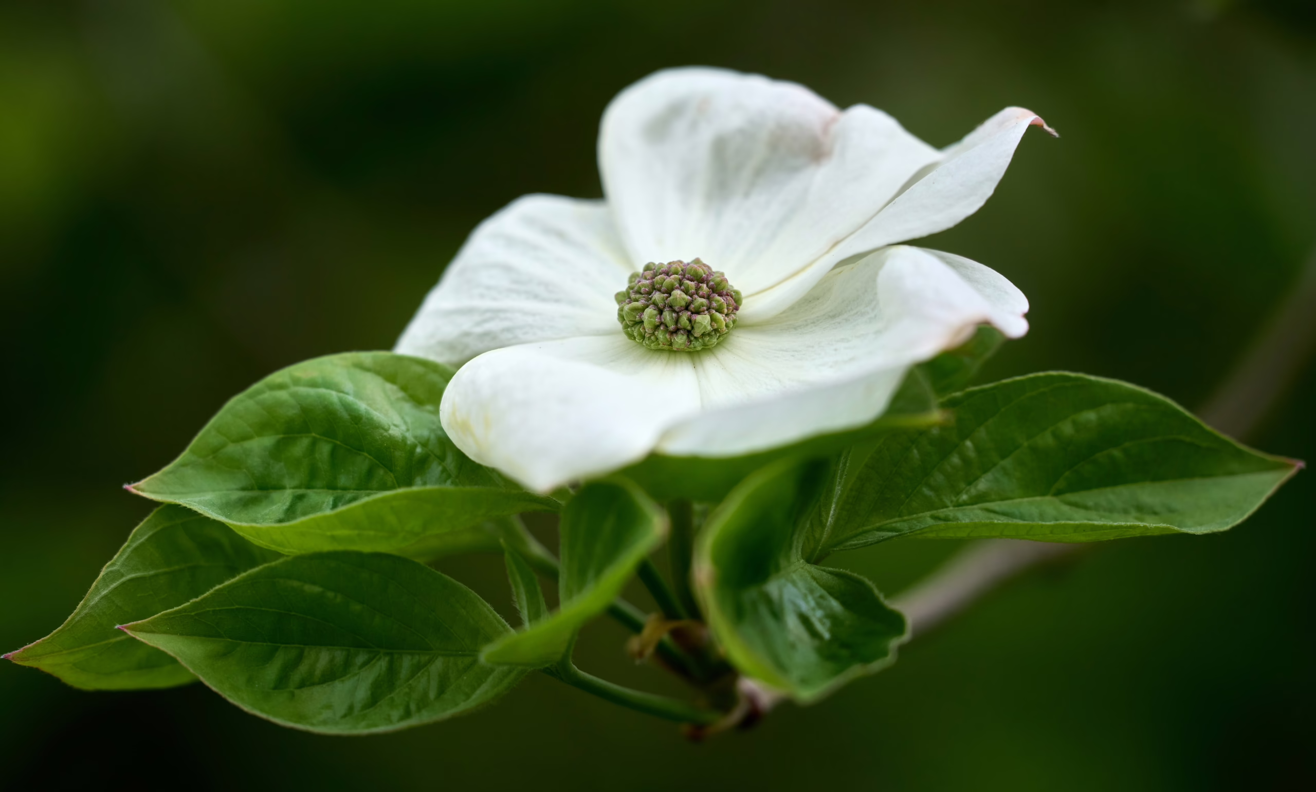 White Cornus nuttallii flower with a textured green center, surrounded by vibrant green leaves on a branch.