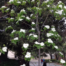 Cornus nuttallii tree with large white bracts and green leaves against a backdrop of taller trees and a paved path.