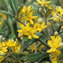 Corokia x cheesemanii shrub with bright yellow star-shaped flowers and small, olive-green leaves, creating a vibrant, textured display.