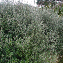 Corokia x cheesemanii: Dense, rounded bush with small dark green leaves and silvery-grey stems, adding texture to any garden.