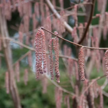Corylus maxima 'Purpurea' catkins hanging from branches. The long, reddish-brown catkins add winter interest to the landscape.