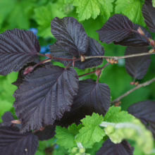 Corylus maxima 'Purpurea' close-up: Deep purple, textured leaves on a branch, contrasted by vibrant green foliage behind.