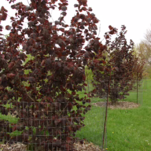 Corylus maxima 'Purpurea' shrub: Dark red foliage, young tree protected by wire cage in a green field.