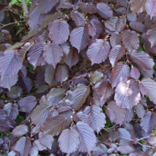 Corylus maxima 'Purpurea' foliage: Dense, deep purple leaves create a lush, textural display on this ornamental hazel.