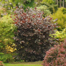 Corylus maxima 'Purpurea', a striking purple hazel shrub with dense foliage in a garden setting.