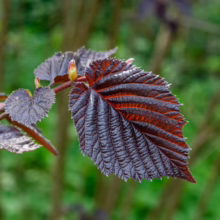 Corylus maxima 'Purpurea' leaf: Deep purple-red foliage with textured veins and serrated edges, showcasing vibrant color.