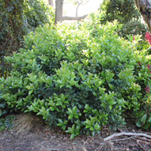Dense, rounded Viburnum odoratissimum ‘Dense Fence’ shrub with glossy, vibrant green foliage in a garden setting.