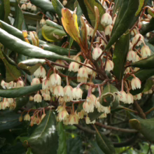 Elaeocarpus dentatus: Glossy green leaves contrast with clusters of delicate, drooping white bell-shaped flowers.