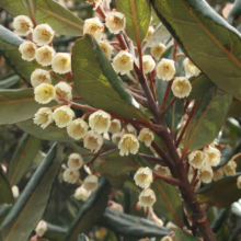 Elaeocarpus dentatus blooms: Creamy white bell-shaped flowers clustered amongst glossy, dark green leaves on a woody stem.