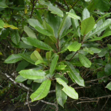 Elaeocarpus dentatus foliage: Lush green leaves with visible veins, showcasing the plant's dense, vibrant growth