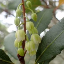 Elaeocarpus hookerianus: Bell-shaped, creamy white flowers dangle from a brown stem, contrasted by glossy, dark green leaves.