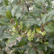 Elaeocarpus hookerianus: close-up of glossy green leaves and clusters of small, pale green flowers on dark red stems.