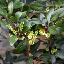 Elaeocarpus hookerianus: Lush green leaves and clusters of tiny, light green buds on reddish-brown stems, showcasing the plant's early flowering stage.