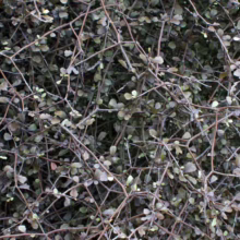 Elaeocarpus hookerianus shrub: Dense, twiggy branches with tiny, rounded leaves creating a textured, natural look
