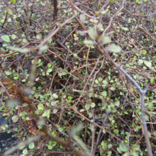 Elaeocarpus hookerianus shrub with dense, tangled brown branches and tiny, light green leaves.