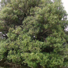 Elaeocarpus hookerianus tree featuring a dense, rounded crown of small, dark green leaves.