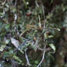 Elaeocarpus hookerianus close-up. Small, dark green leaves with serrated edges and textured surface cover a mossy background.