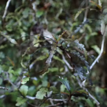 Elaeocarpus hookerianus, showing its distinctive wavy, dark green foliage and small, rounded leaves in a natural outdoor setting.