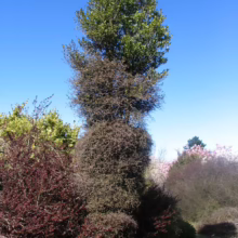 Elaeocarpus hookerianus tree with unique tiered shape. Top is lush green, lower levels show bare branching.