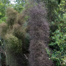 Elaeocarpus hookerianus tree, showing its distinctive narrow, upright form and dense, twiggy branches, with a mix of green and brown foliage.