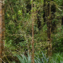 Elaeocarpus hookerianus sapling in a lush green forest, slender trunk with sparse leaves reaching skyward.