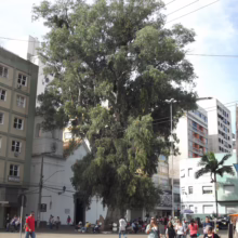 Eucalyptus globulus subsp. globulus: A large, mature tree dominates a city square, offering shade amidst urban buildings and pedestrian activity.