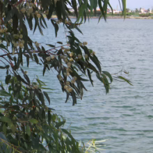 Eucalyptus globulus subsp. globulus branch with green leaves and white flowers over water, a calming nature scene.