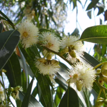 Eucalyptus globulus subsp. globulus in bloom, showcasing white, fluffy flowers and glossy green leaves