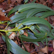 Eucalyptus globulus subsp. globulus branch with green leaves and gumnuts on a bed of fallen leaves.