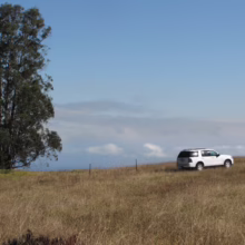 White SUV sits on a grassy hill next to a tall Eucalyptus globulus subsp. globulus tree, with a blue sky backdrop.