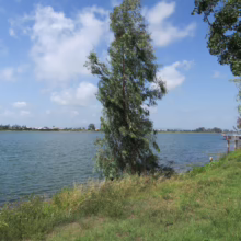 Eucalyptus globulus subsp. globulus tree by a lake, with blue water and sky