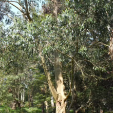 Eucalyptus johnstonii tree with smooth, light-colored bark and vibrant green foliage in a lush, grassy field.