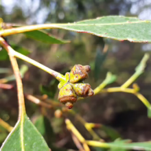 Eucalyptus johnstonii buds on a branch, showing the distinctive cap and textured surface of the unopened flowers