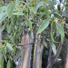 Eucalyptus johnstonii tree showing smooth, multicolored bark with green leaves and yellow stems