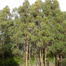 Eucalyptus johnstonii trees with smooth, pale bark and dense green foliage, forming a lush canopy