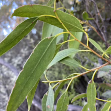 Eucalyptus johnstonii branch with long, green leaves and yellow stems.